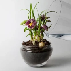 Grow urtepotte liten