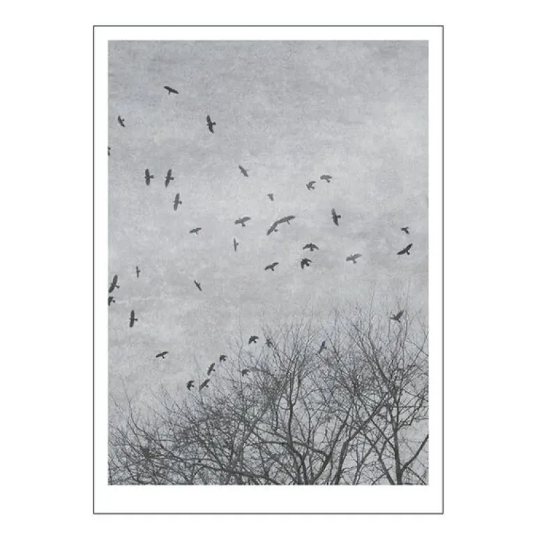 Ingrey Studio poster 30x40 cm crows