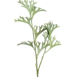Älghornsbräken 50 cm grønn