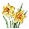 Serviett 33x33 cm 20 stk Flowering Daffodils