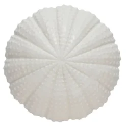 Shellille dekorasjon 8 cm hvit