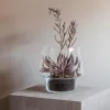 Sukkulent glassvase Ø21 cm